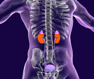 Hypothyroid people need to pay close attention to their kidney health.  T3 is essential to keep your kidneys healthy!