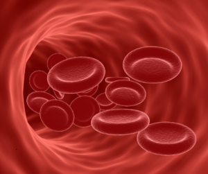 The endothelium is the surface layer on the inside of your arteries - a crucial part of the cardiovascular system!